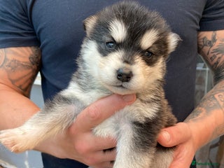 Alaskan Malamute dogs Alsaskan malamute puppies - Advert 3