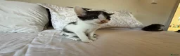 Mixed Breed cats for sale: Beautiful Litter of Playful Kittens, Siamese Cross - Advert 30