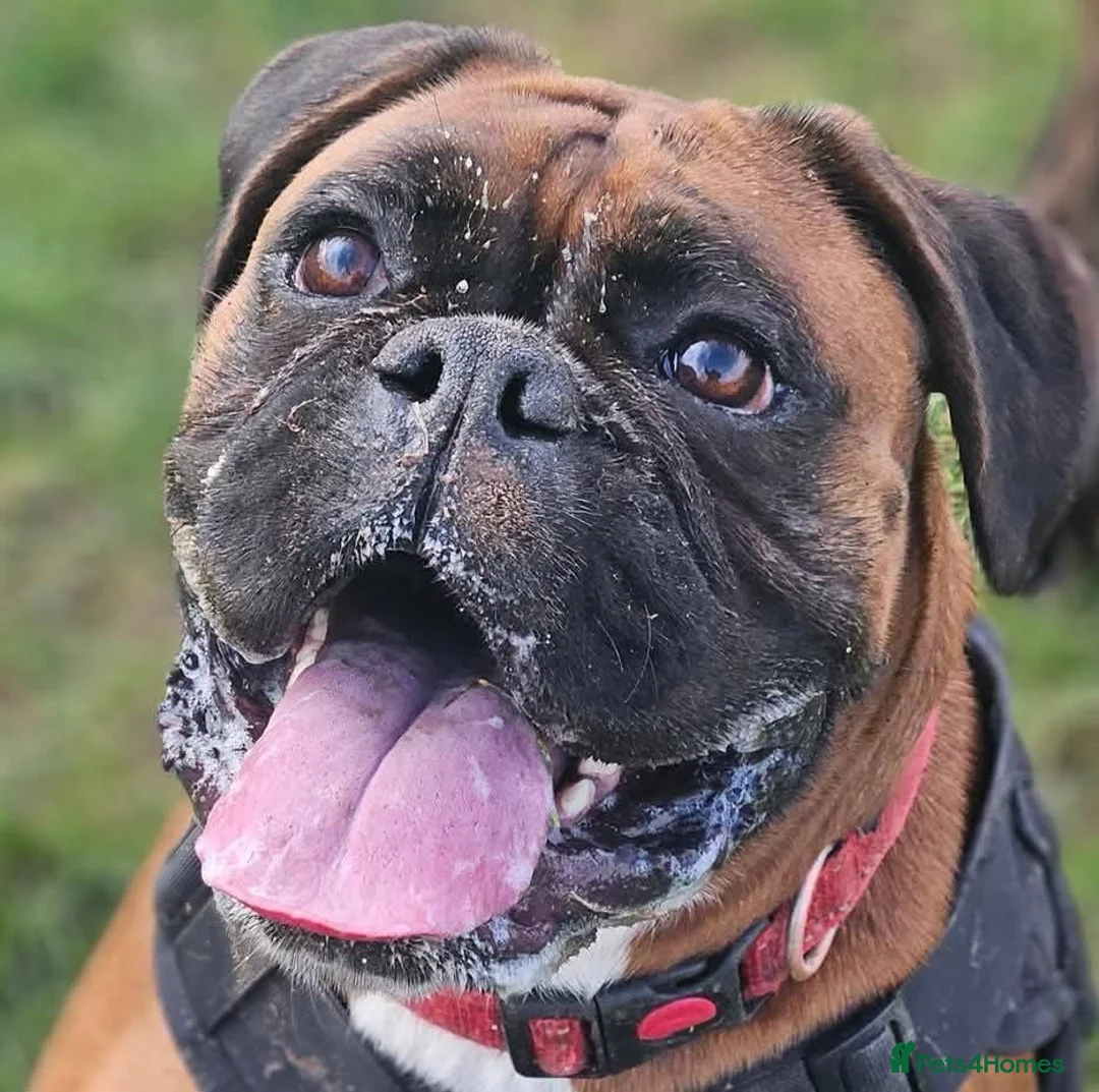 Boxer dogs for sale: 6 Month Old Male Boxer Puppy in Exeter - Advert 2