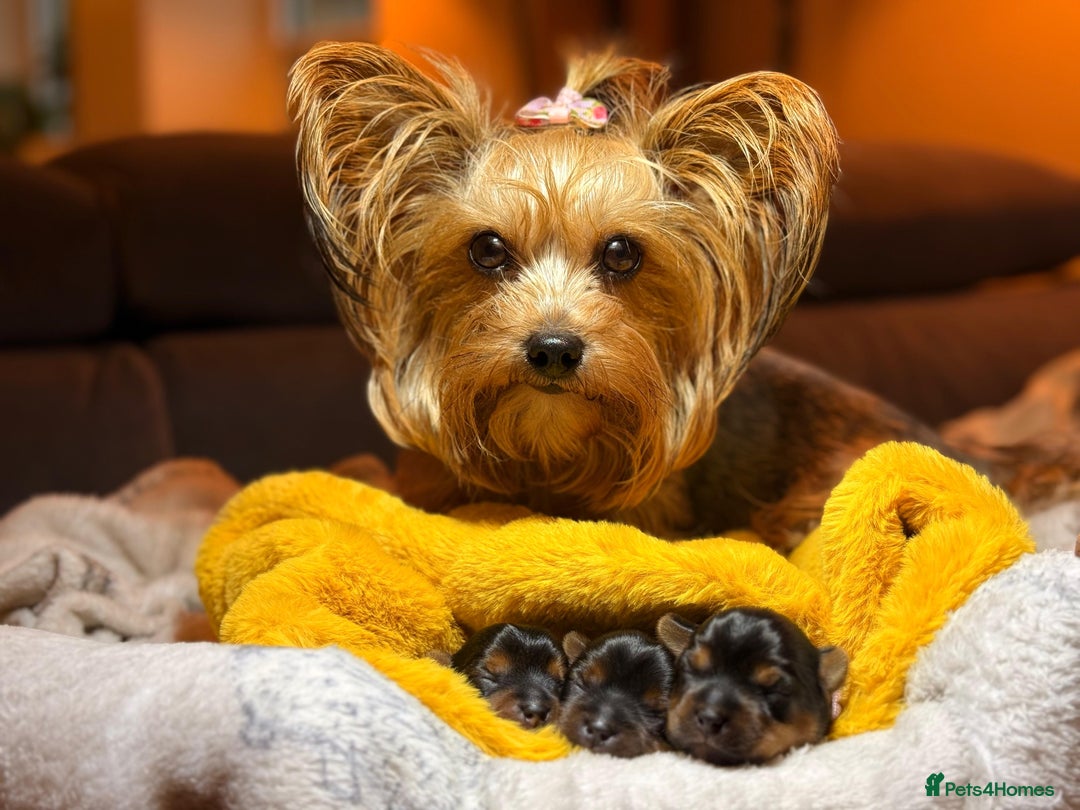 Yorkshire Terrier dogs for sale: Adorable  **  Yorkshire Terrier Puppies  - Image 7