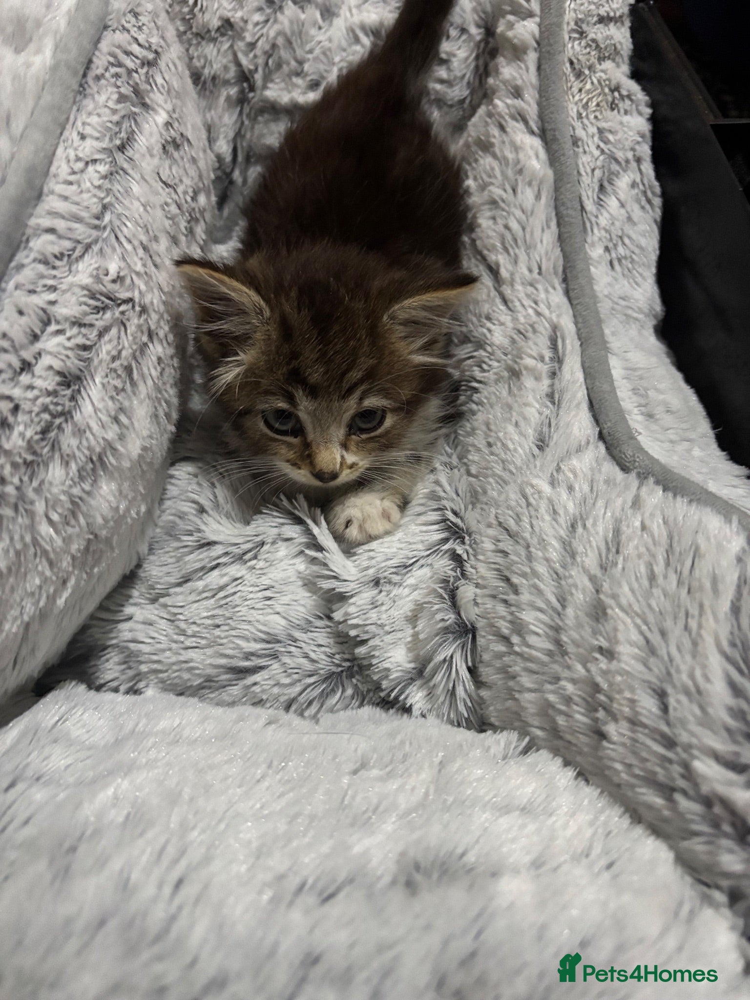 British Longhair cats Beautiful British Longhair for sale - Advert 1