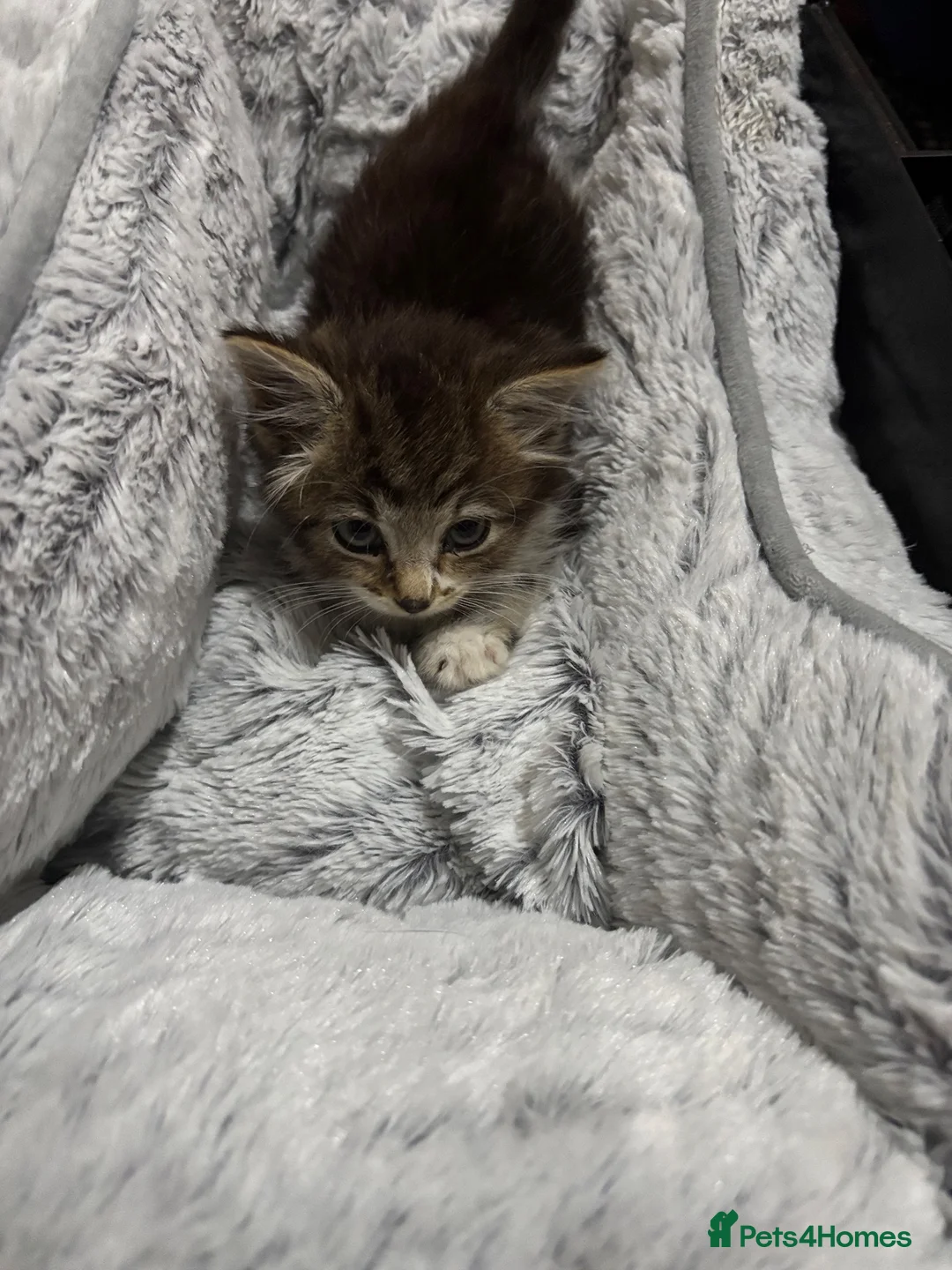 British Longhair cats for sale: Beautiful British Longhair for sale in Birmingham - Advert 1