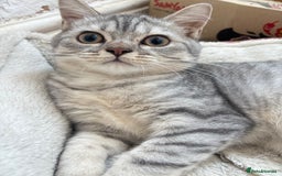 British Shorthair cats for sale: British shorthair cutest kitten - Image 4