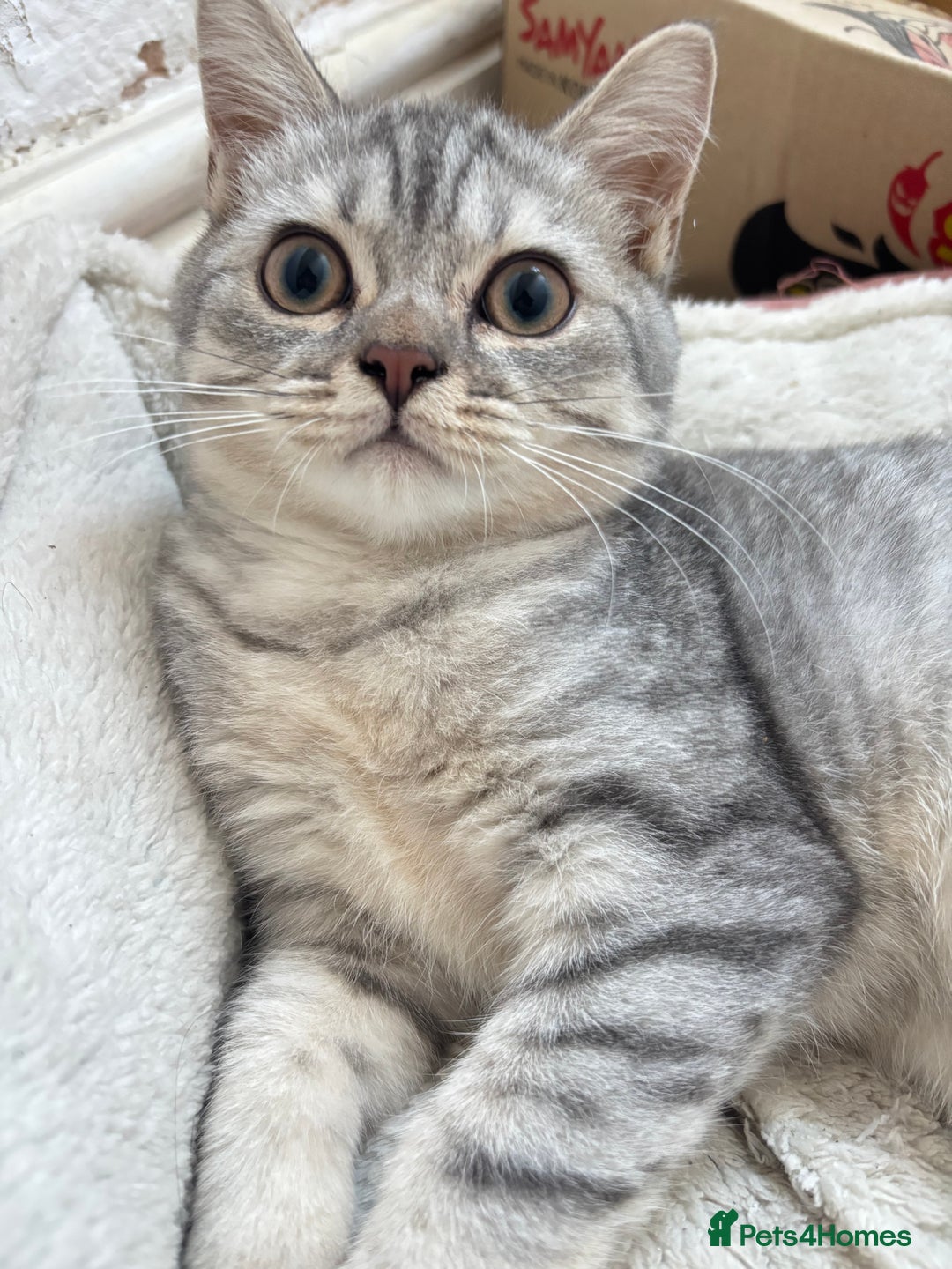 British Shorthair cats for sale: British shorthair cutest kitten - Image 4