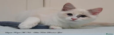 Ragdoll 1