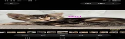 Mixed Breed cats for sale: Beautiful kittens - Advert 24
