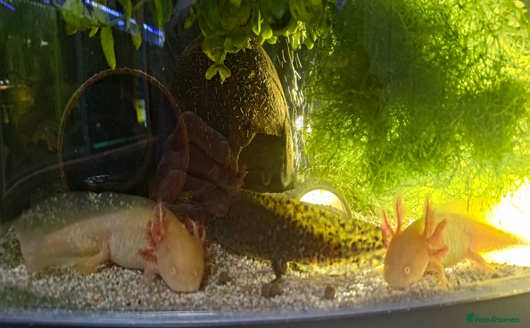 Other/Mixed Breed fish in Edinburgh - Advert 2
