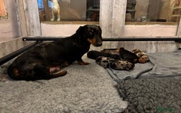 Miniature Dachshund dogs for sale: Stunning Miniature Dachsund pups available  - Image 19