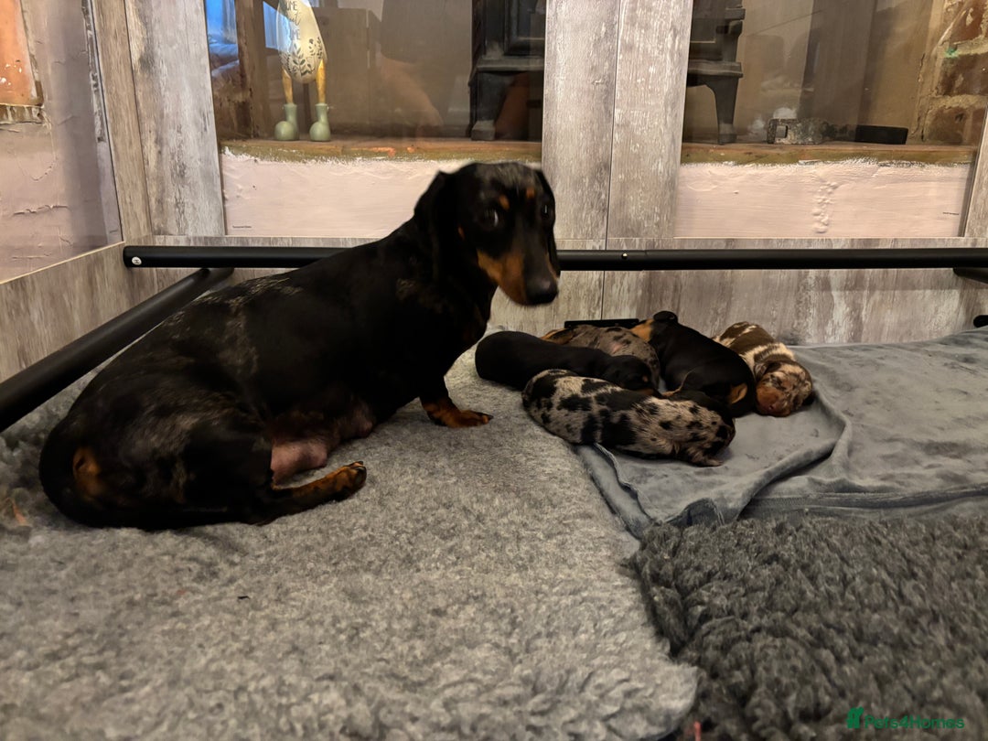 Miniature Dachshund dogs for sale: Stunning Miniature Dachsund pups available  - Image 19