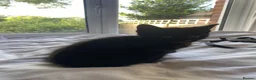 British Shorthair cats for sale: 4 Black Kittens in Dover - Advert 7