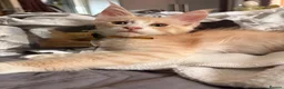Maine Coon cats for sale: 🐾 Stunning TICA Registered Maine Coon Kittens  - Advert 6