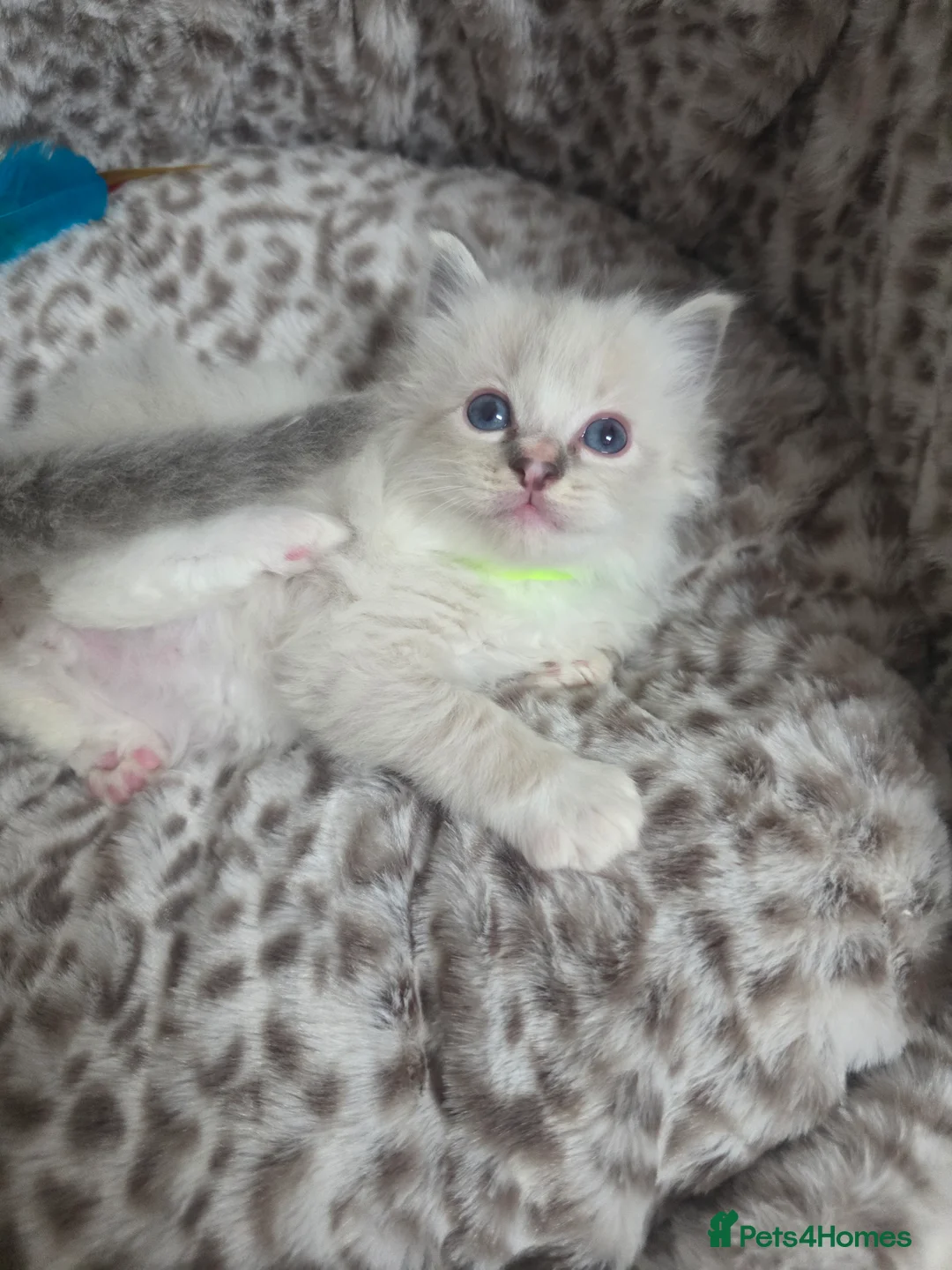 Ragdoll cats for sale: Stunning Ragdoll kittens - Advert 11