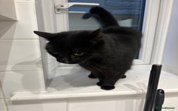 Domestic Shorthair cats for sale: Beautiful cats - Image 13