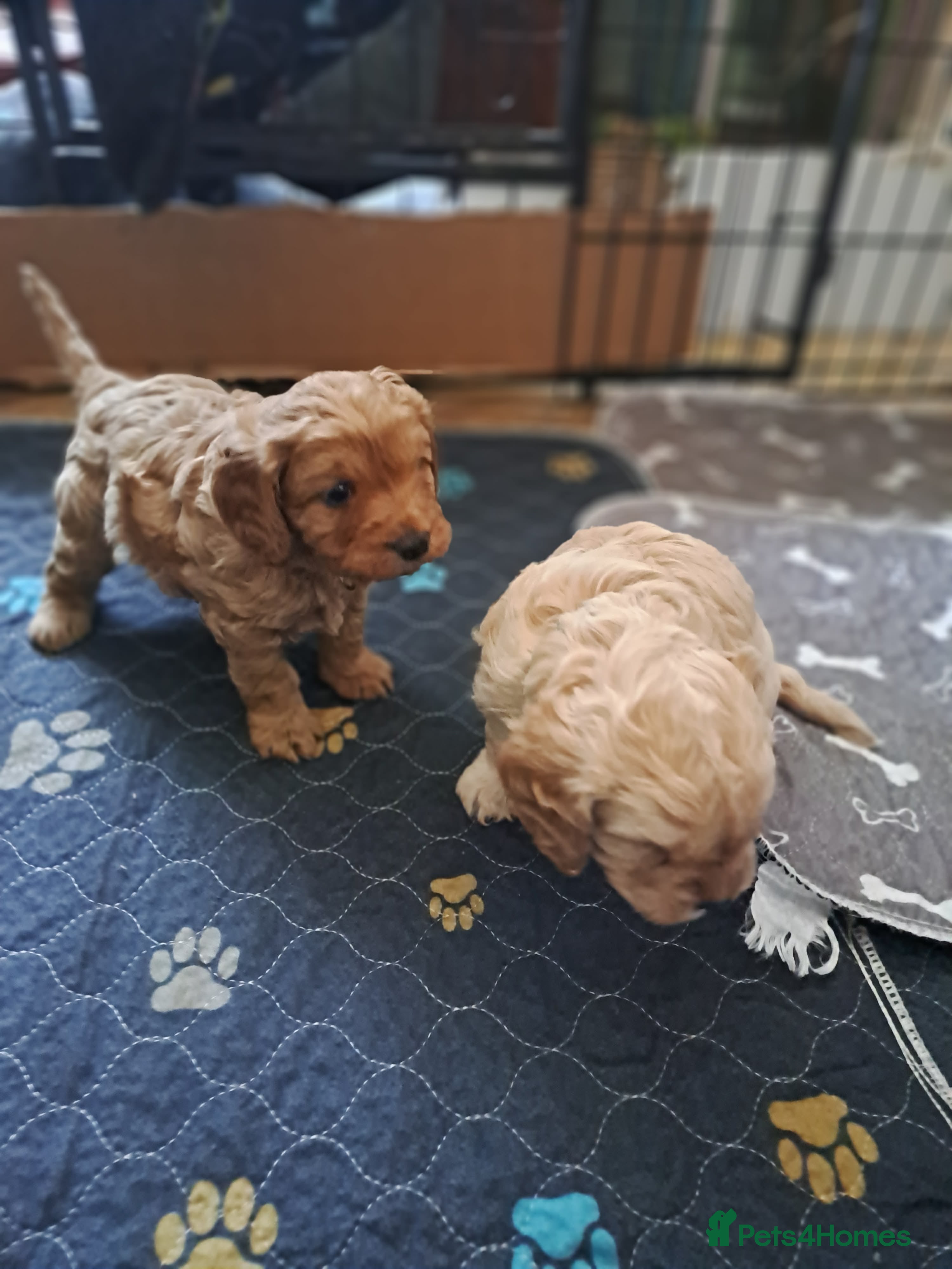 Cavapoo dogs F1 cavapoos - Advert 2