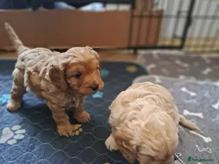 Cavapoo dogs F1 cavapoos - Advert 2