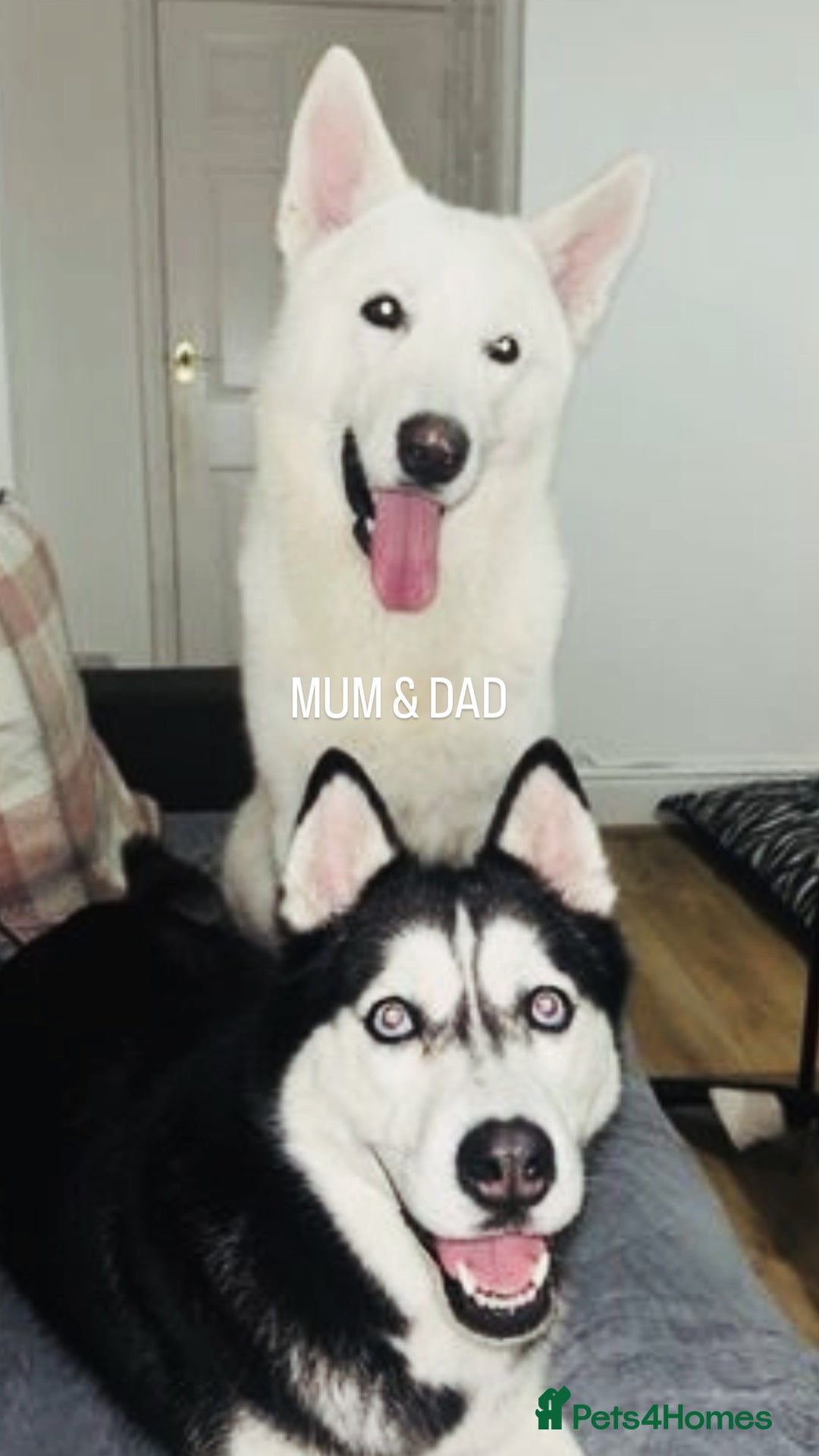 Siberian Husky dogs for sale: STUNNING PURE SIBERIAN HUSKY PUPPIES  - Advert 17