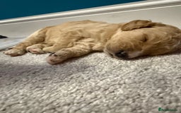 Bernedoodle dogs for sale: Bernedoodle puppies  - Image 5