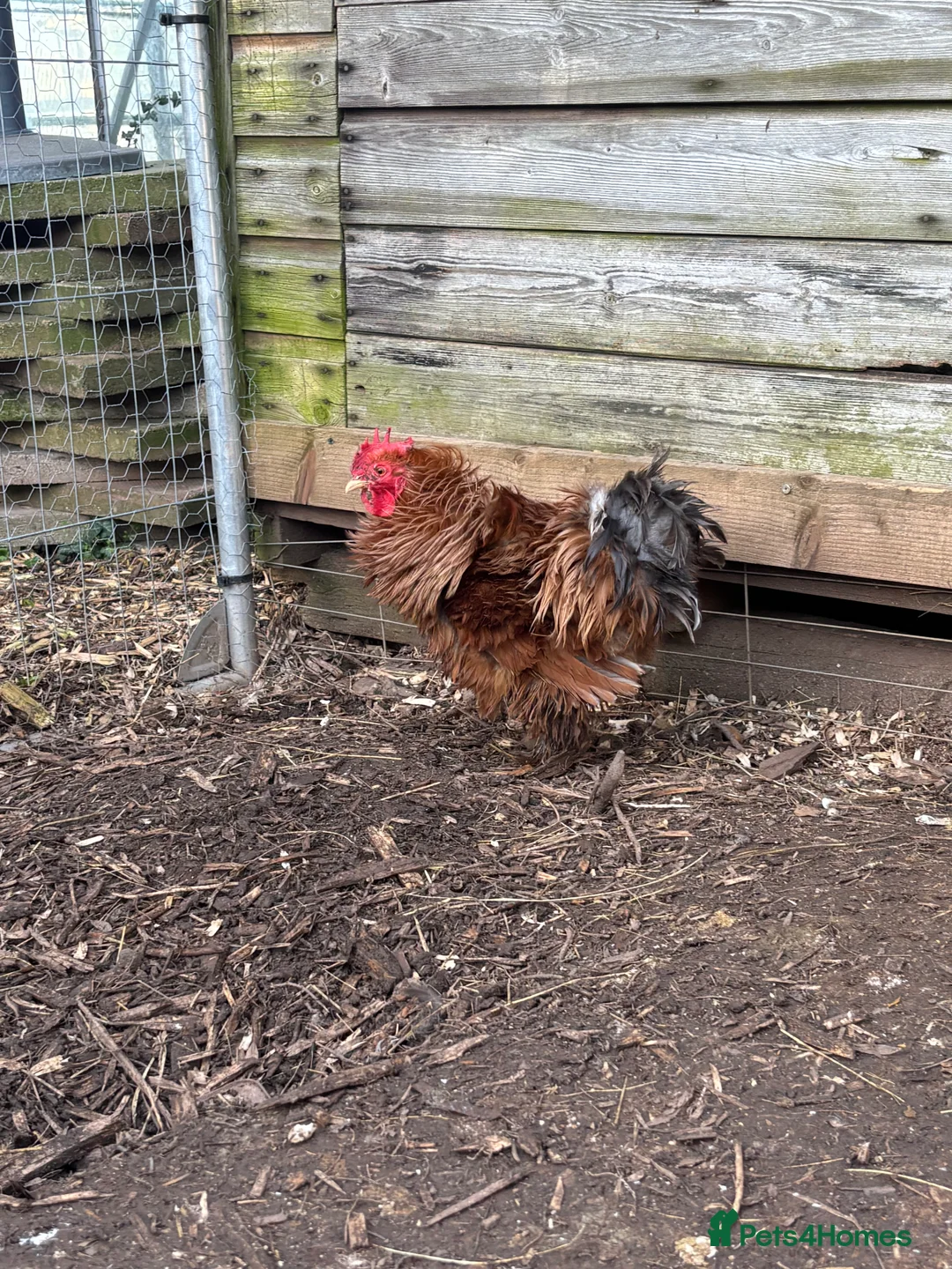 Chickens poultry for sale: Bantam cockerel  - Advert 1
