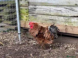 Chickens poultry Bantam cockerel - Advert 2