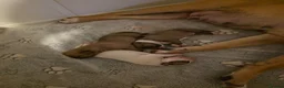 American Bulldog dogs for sale: American bull.dog puppies  in Wigan - Advert 26