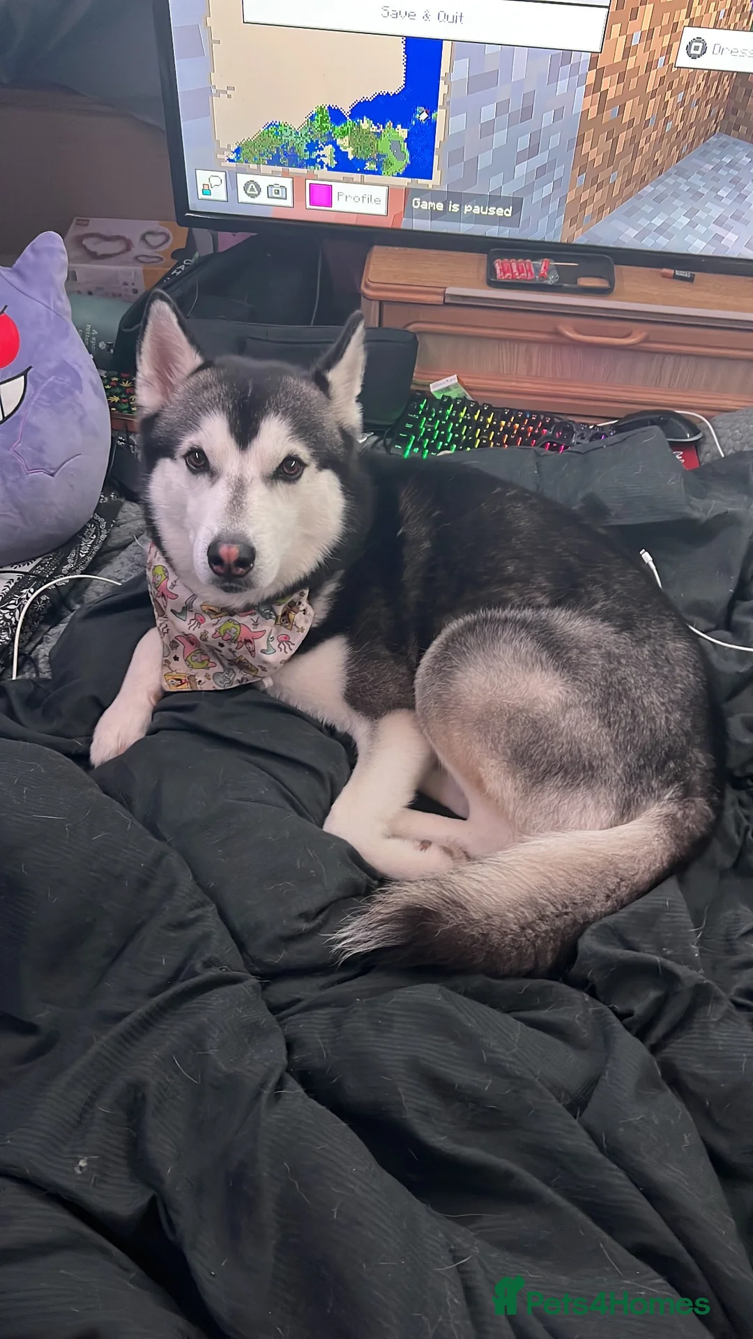 Siberian Husky dogs for stud: Black and white husky stud  in Aberdare - Advert 4