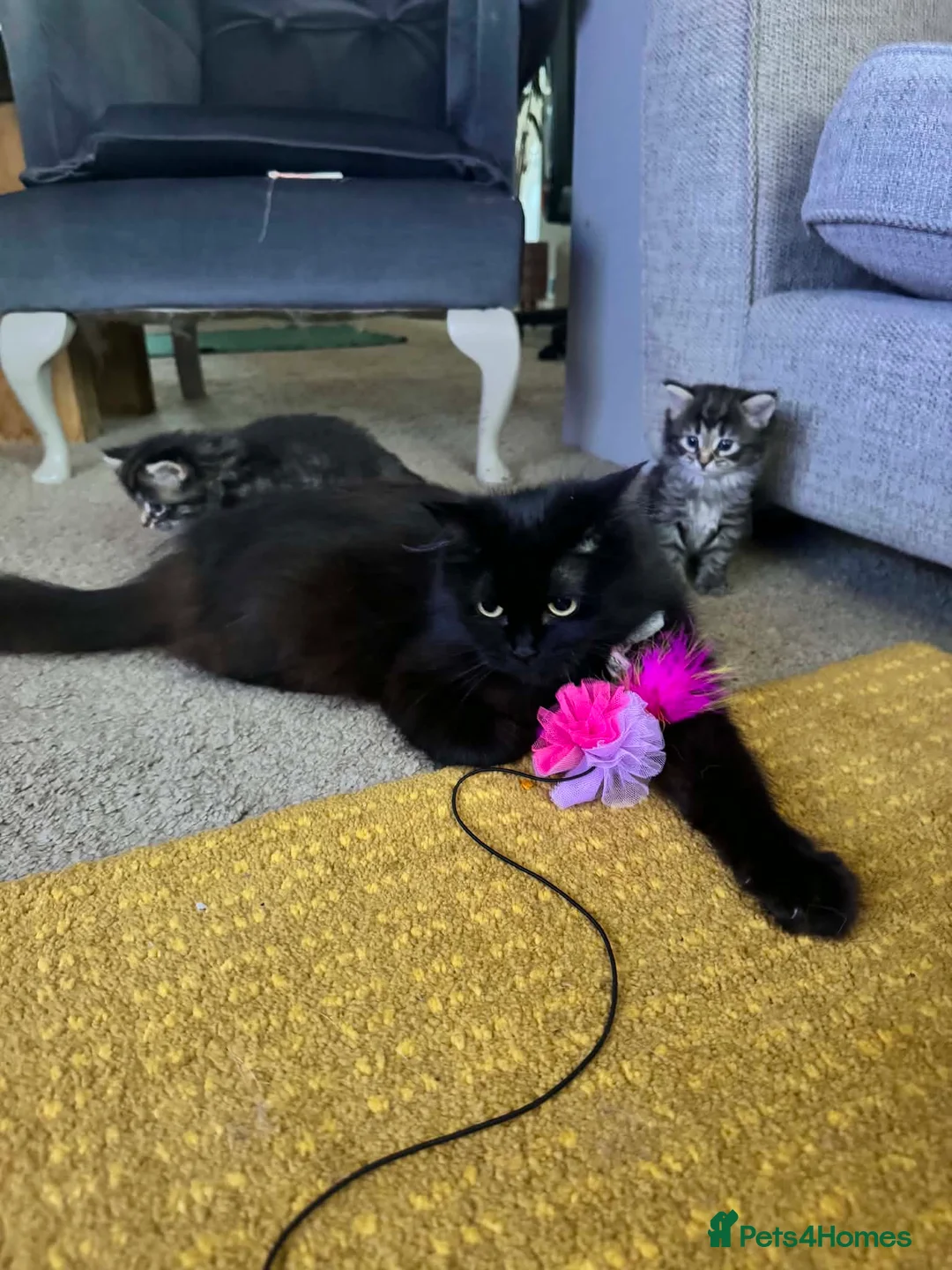 Mixed Breed cats for sale: Ragdoll x Maine Coon Kittens Girls - Advert 6