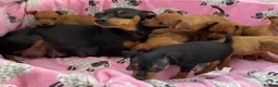 Mixed Breed dogs for sale: 8 week old female pup - Advert 1