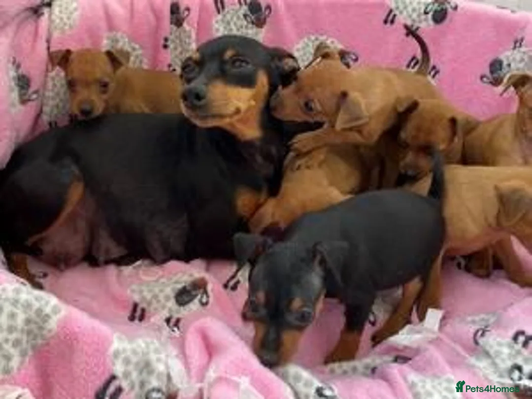Mixed Breed dogs for sale: 8 week old female pup - Advert 1