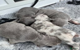 French Bulldog dogs for sale: ⭐ 4 available French bulldogs carrying L4 ⭐️ - Image 11