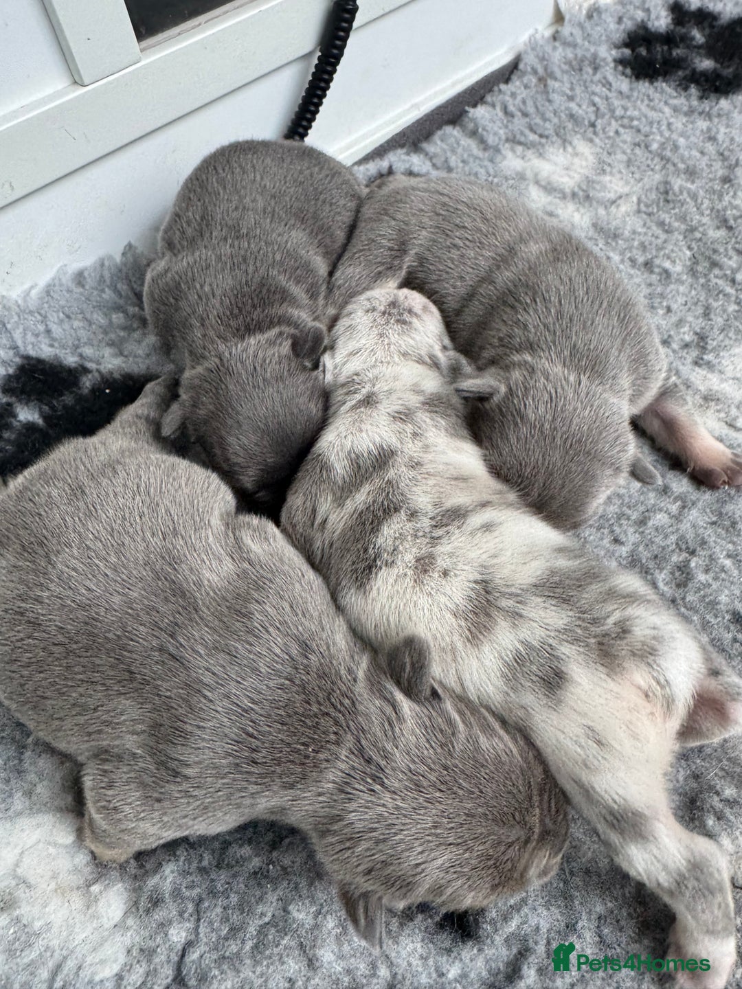 French Bulldog dogs for sale: ⭐ 4 available French bulldogs carrying L4 ⭐️ - Image 11