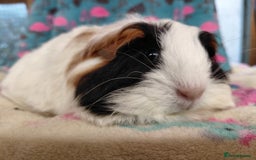 Guinea Pig rodents for sale: Baby Longhaired Brothers/Teddies Available RTR - Image 1