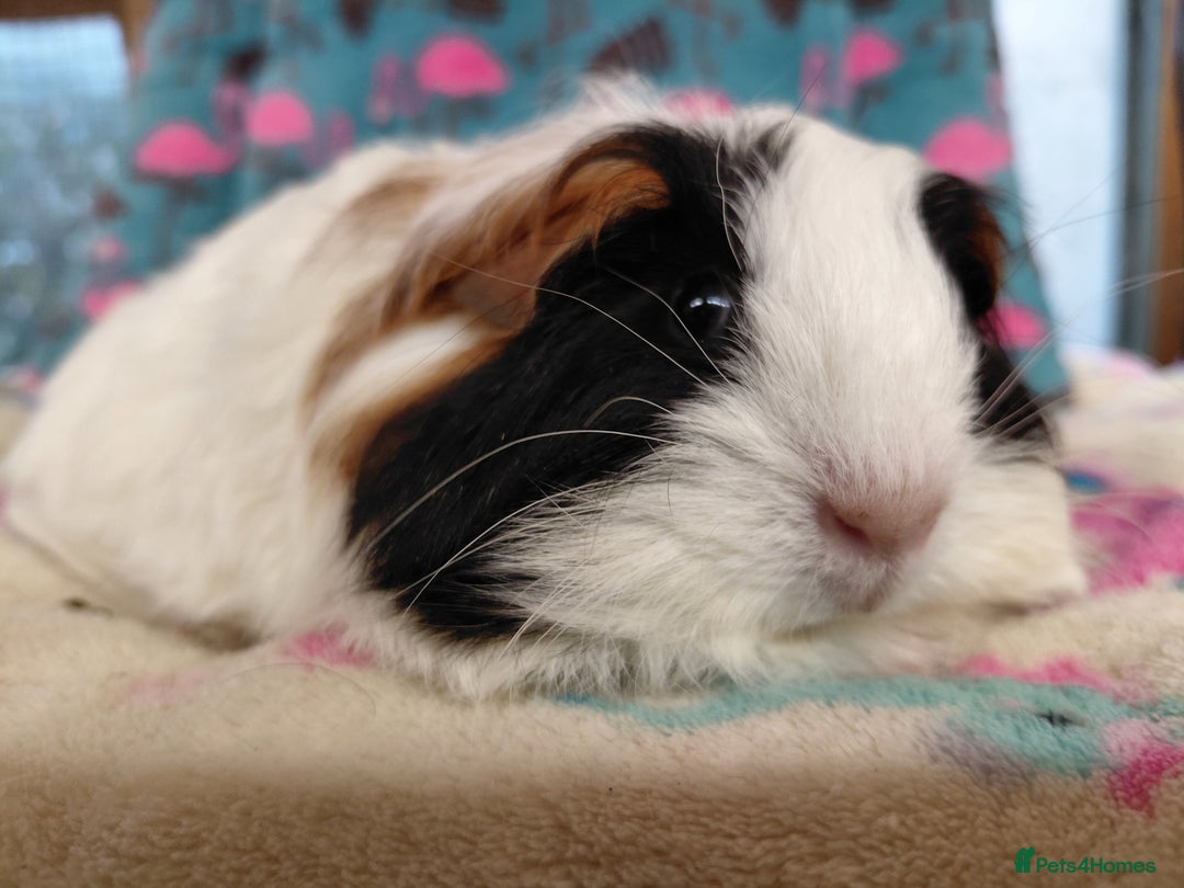 Guinea Pig rodents for sale: Baby Longhaired Brothers/Teddies Available RTR - Image 1