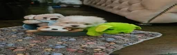 Maltese dogs for sale: EXQUISITE 5STAR TOY MINIATURE KOREAN MALTESE PUPPY - Advert 5