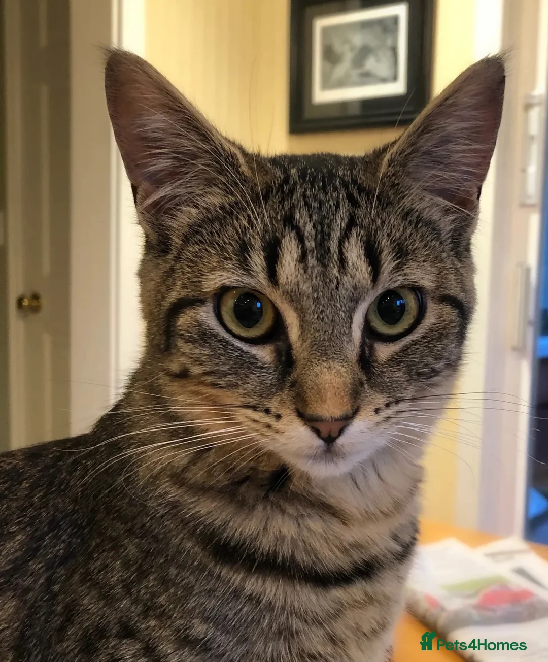Domestic Shorthair cats for sale: Brown Tabby Kitten 🐾 - Advert 2