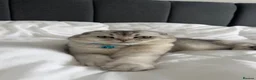 Scottish Fold cats for sale: Beautiful Scottish Fold Male Cat for Sale in Oldbury - Advert 5
