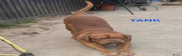 Dogue De Bordeaux dogs for sale: DOGUE DE BORDEAUX for sale - Advert 2
