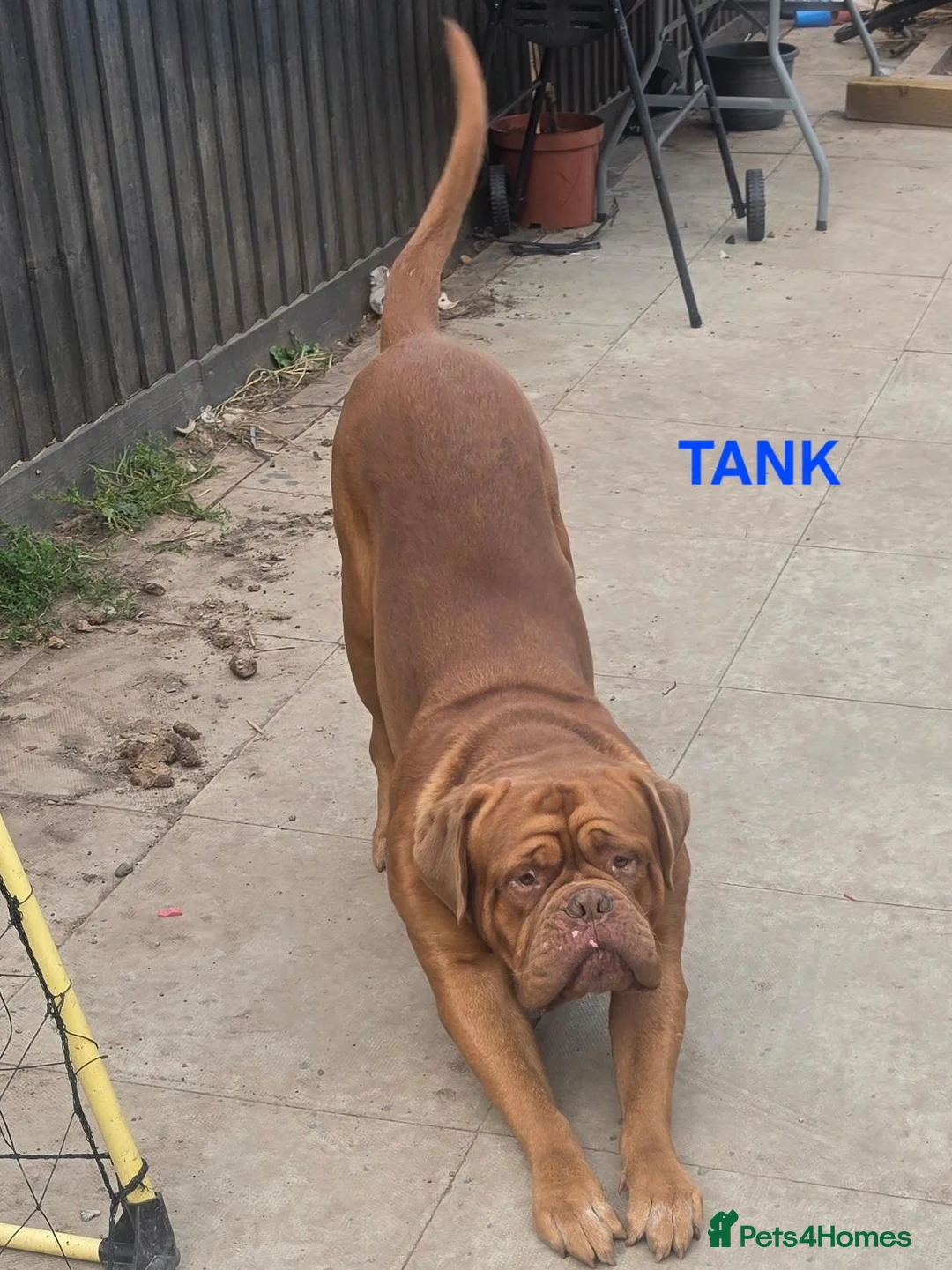 Dogue De Bordeaux dogs for sale: DOGUE DE BORDEAUX for sale - Advert 2