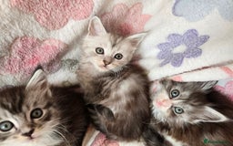 Maine Coon cats for sale: Gccf Maine Coon kittens  shaded lines - Image 16
