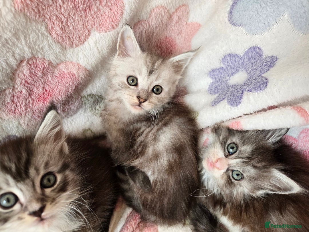 Maine Coon cats for sale: Gccf Maine Coon kittens  shaded lines - Image 16