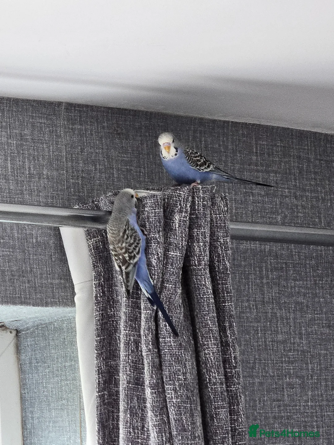 Budgerigars birds for sale: Budgies 2 for sale  - Advert 2
