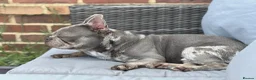 French Bulldog dogs for sale: 2 year old Male Frenchie in Wisbech - Advert 3
