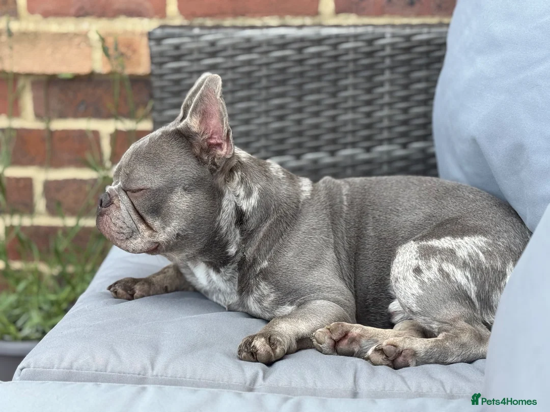 French Bulldog dogs for sale: 2 year old Male Frenchie in Wisbech - Advert 3