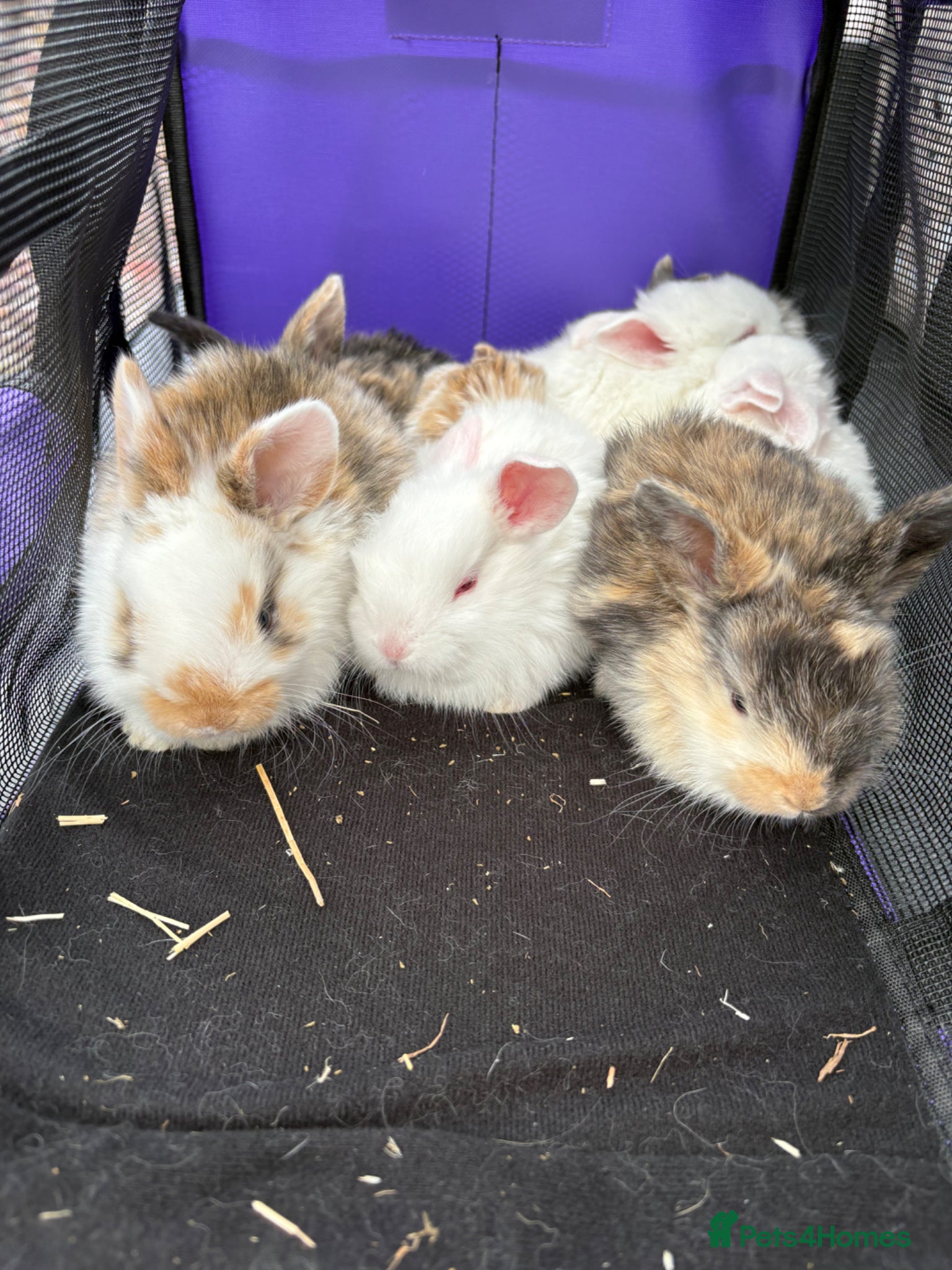 Dwarf Lop rabbits Bunnies looking for forever homes ❤️ - Advert 20