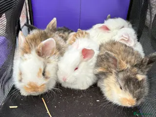 Dwarf Lop rabbits Bunnies looking for forever homes ❤️ - Advert 4