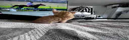 Mixed Breed cats for sale: 1rate ginger female 2 beautiful tabby boys - Advert 12