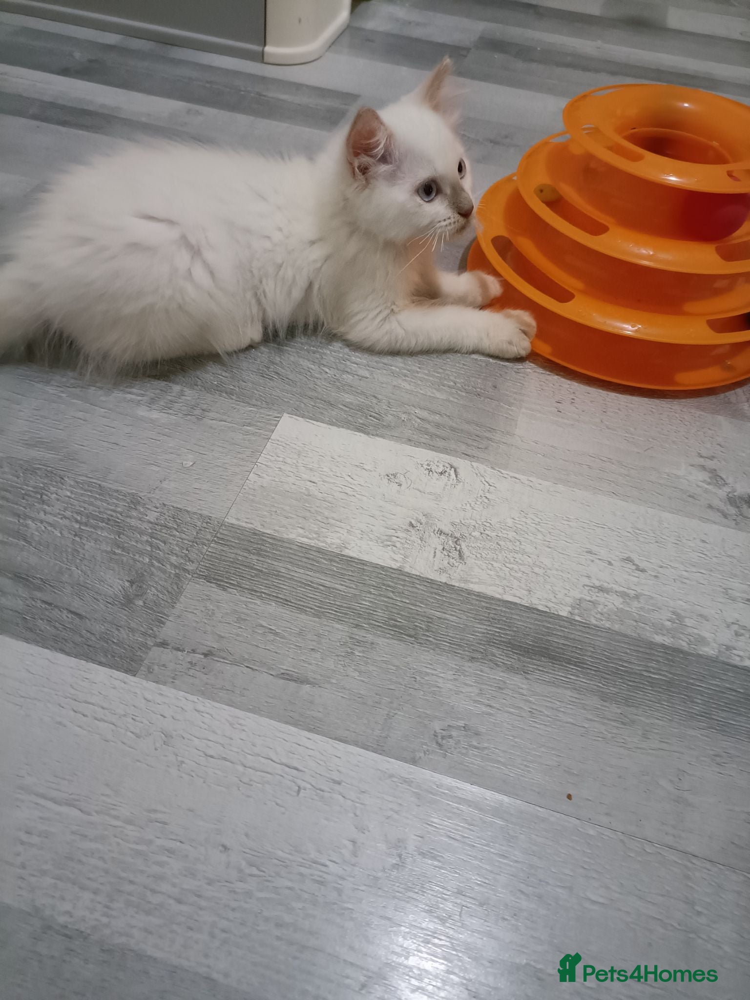 Ragdoll cats Ready now Rare active fawn point boy - Advert 2