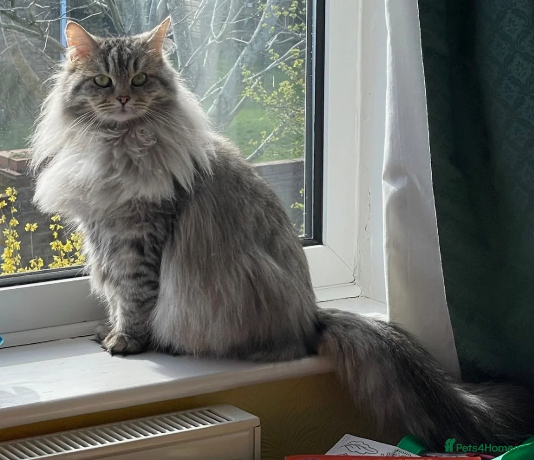 Siberian cats for sale: Home-Raised Siberian Kittens | TICA | Ready July in Norwich - Advert 1