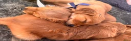 Golden Retriever dogs for sale: Dark Red Golden Retriever Pups in Burford - Advert 5