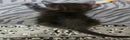 Mixed Breed cats for sale: A beautiful litter of 4 kittens - Advert 22