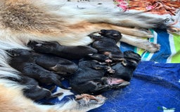 German Shepherd dogs for sale: Pedigree German Shepherd puppies - Image 2